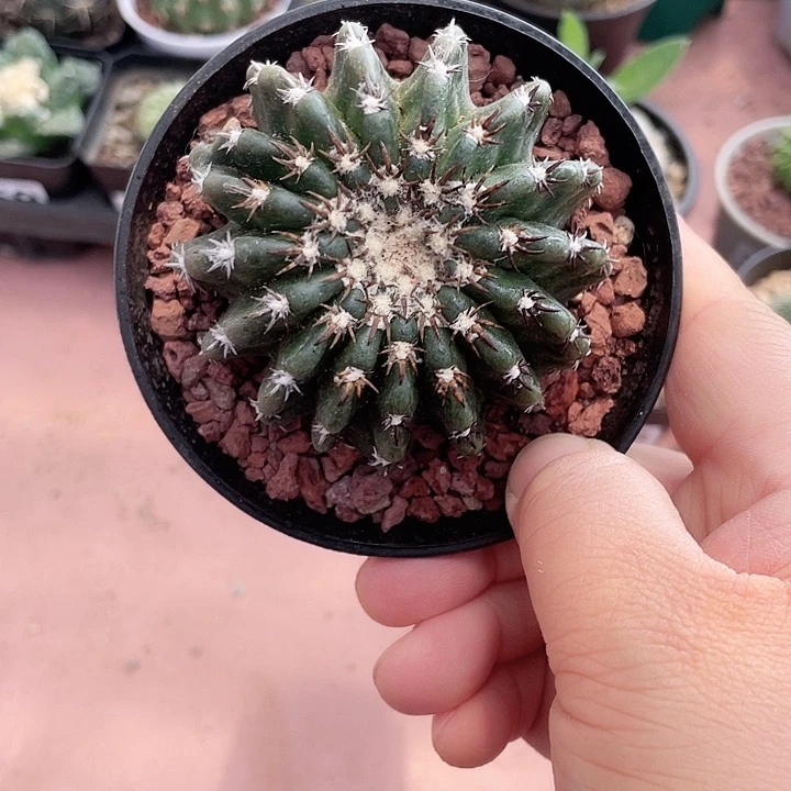 383猫爪奇特球仙人球