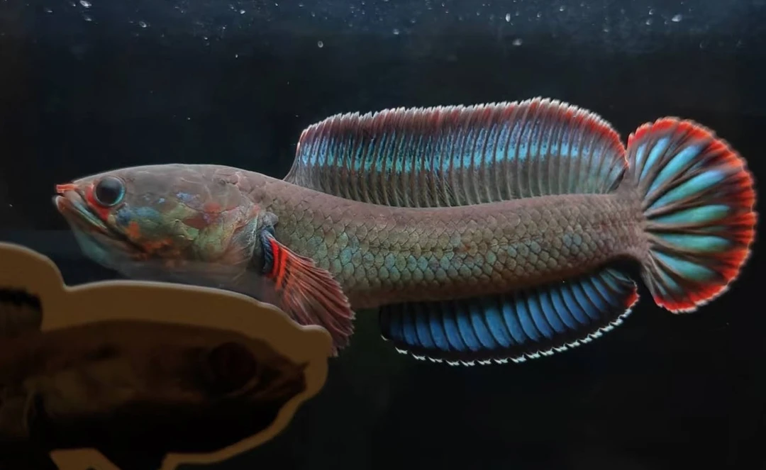 无科技顶极国一F2酒红雷龙7-8厘米，雷龙鱼实体店自家鱼房选育繁殖