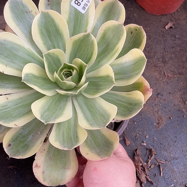 258香炉盘白锦多肉植物法师