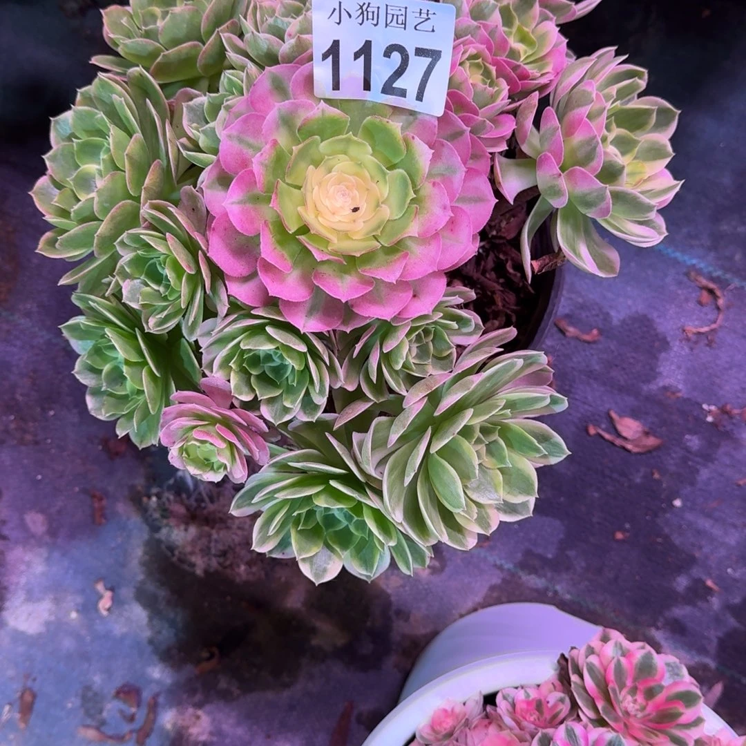 ****姐海王多肉植物1127