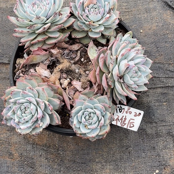 粉蓝鸟处理瑕疵不售后