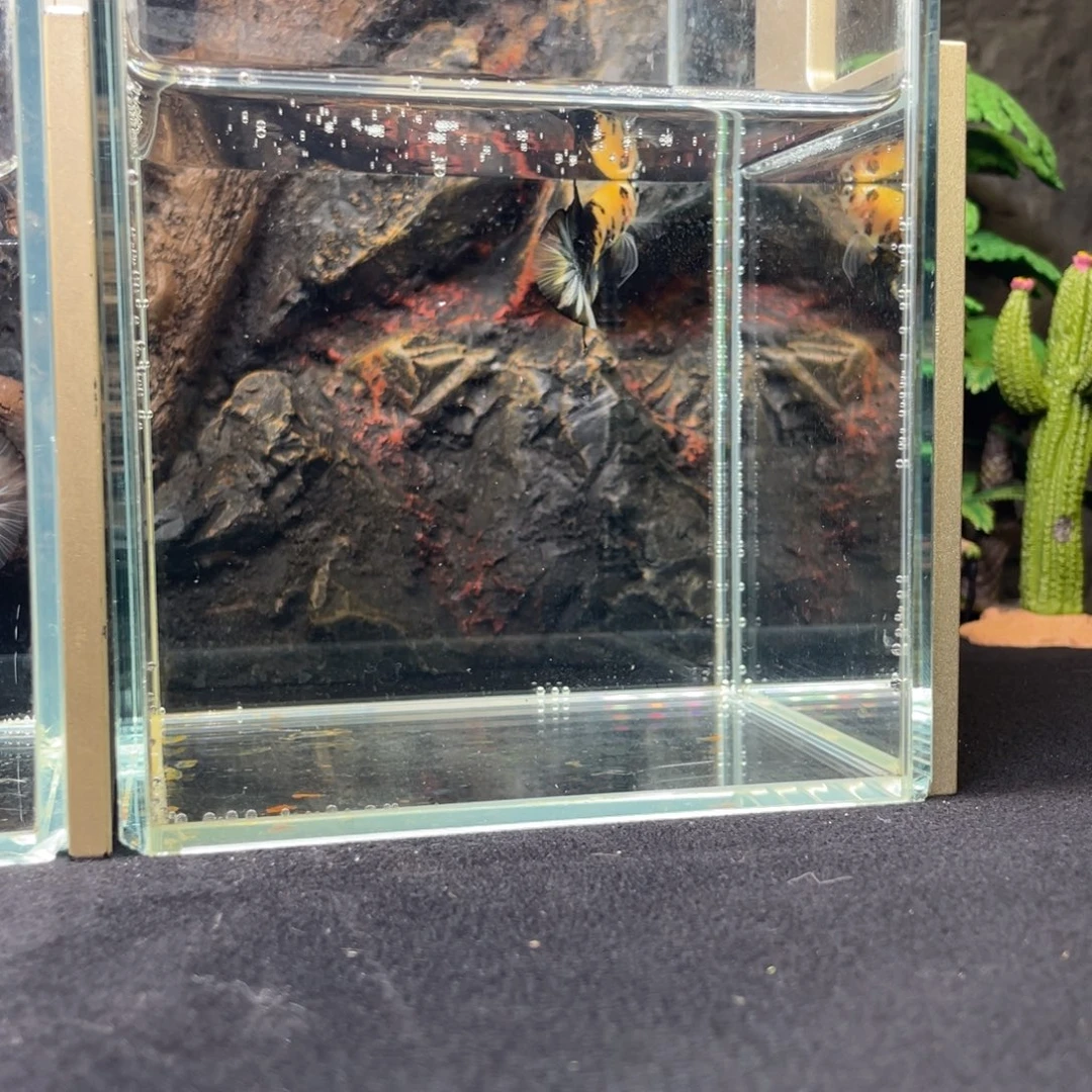 斗鱼十一月二十九日竞价