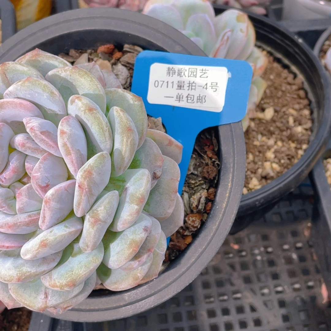 0711-4-梦露石化锦一颗