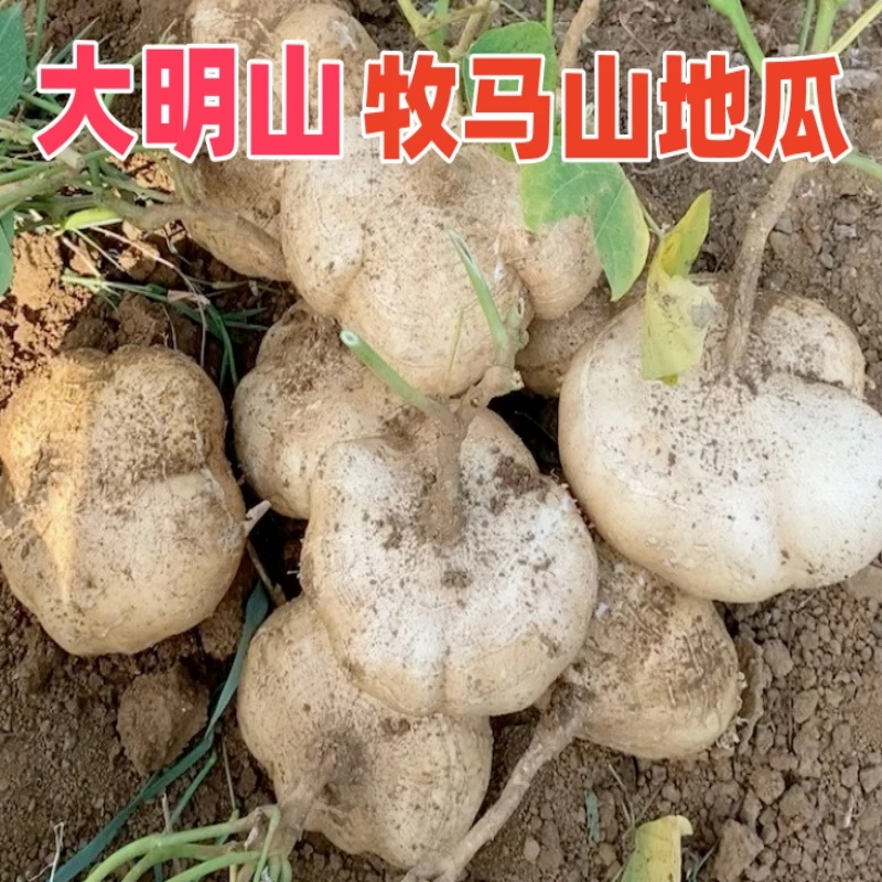 5斤正宗广西大明山凉薯现挖沙葛地瓜新鲜应季蔬菜萝卜整农家直发