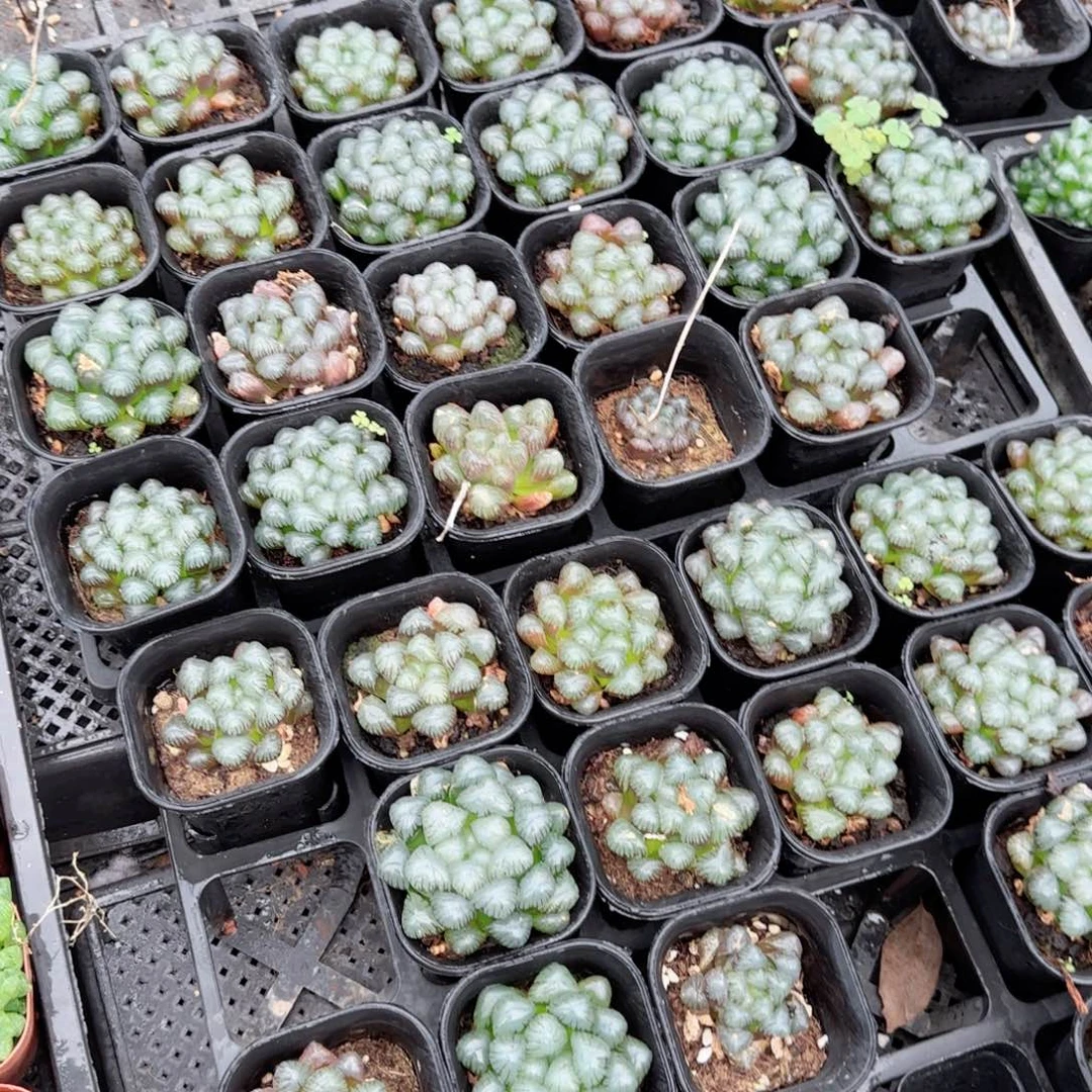 紫姬玉露多肉植物一颗