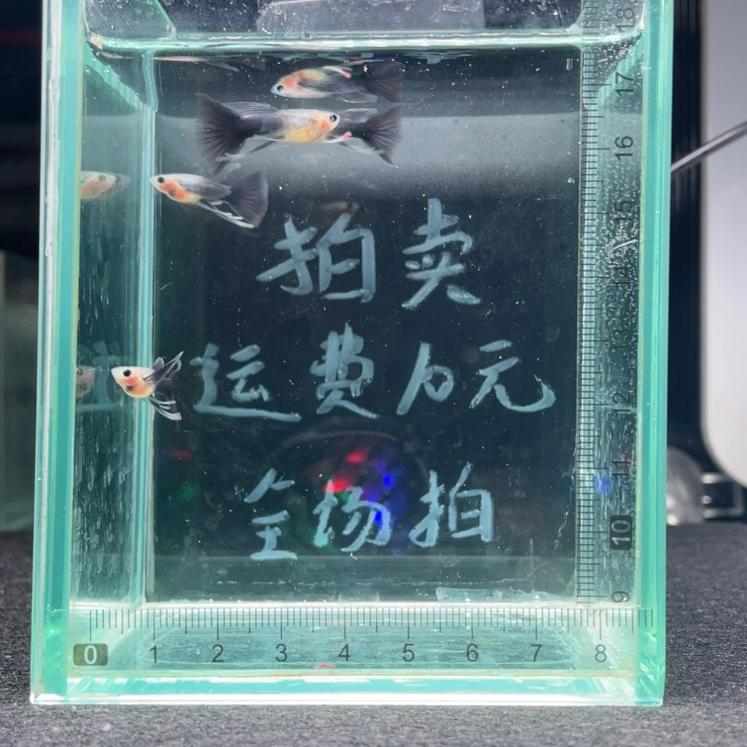 孔雀鱼长公孔雀鱼四条