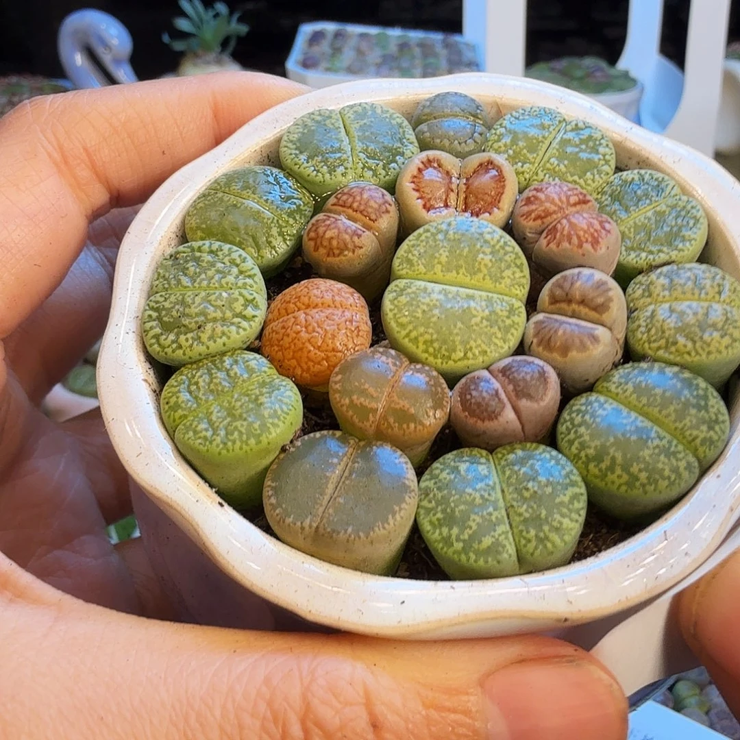 开播福利生石花1370