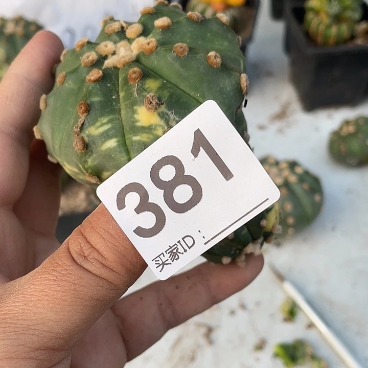381号有根琉璃兜一个