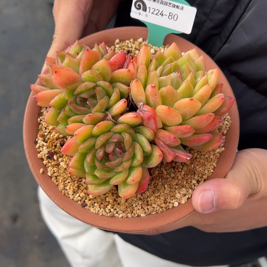 从前慢花园多肉编号1224-80