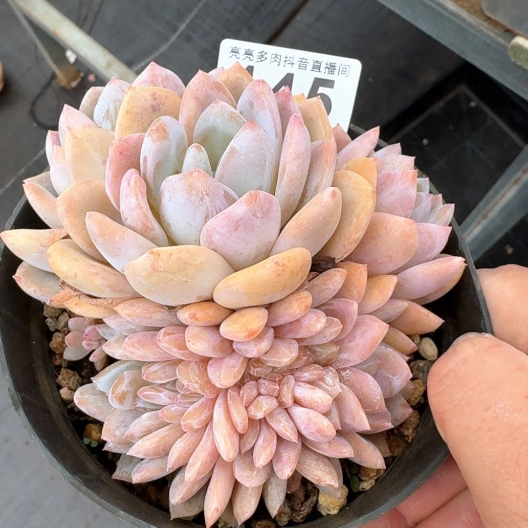 橙梦露缀化         多肉植物