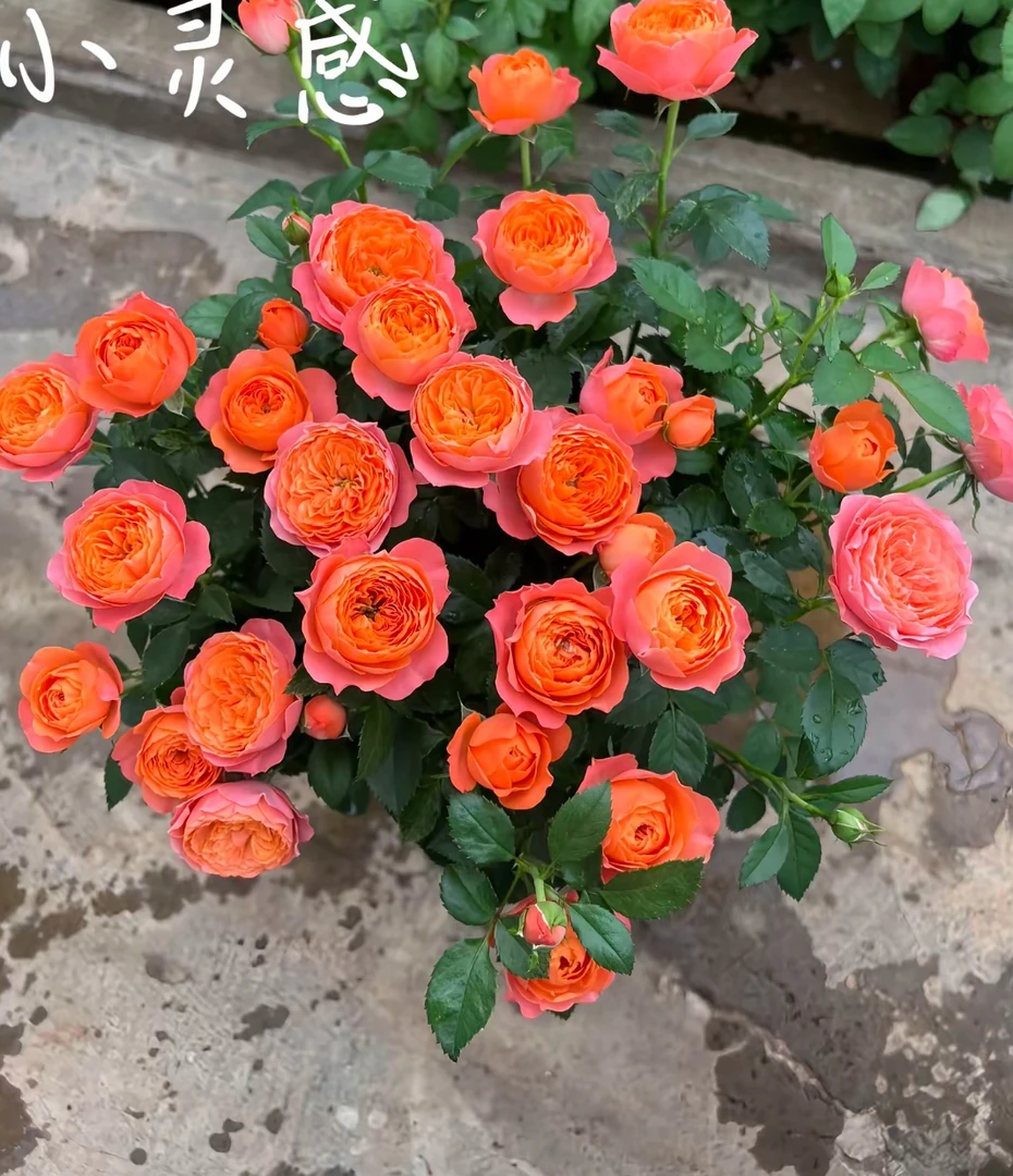 【小灵感】1.5加仑一盆四季开花月季花盆栽花阳台庭院