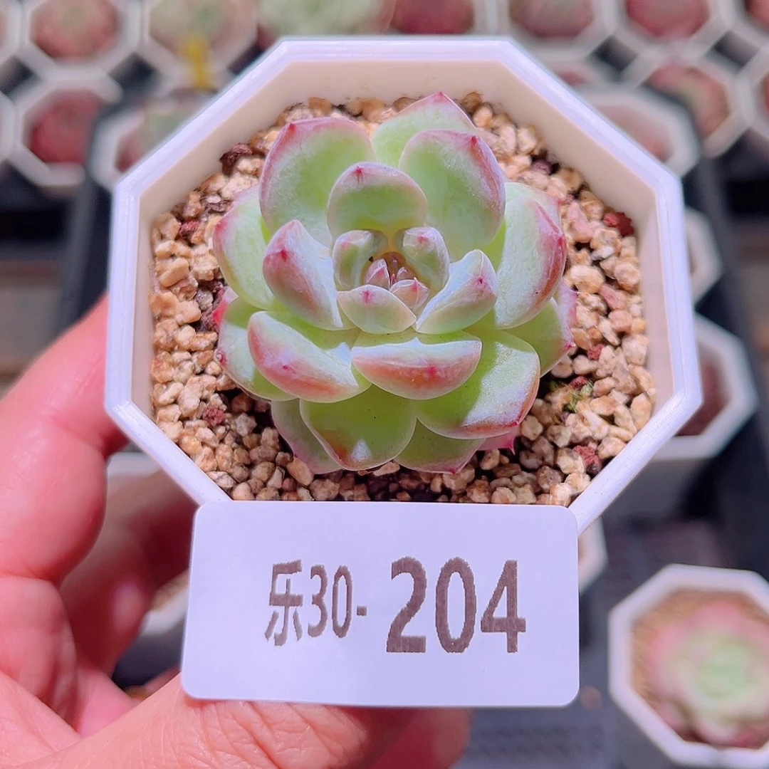 乐然30-204 精选溏心