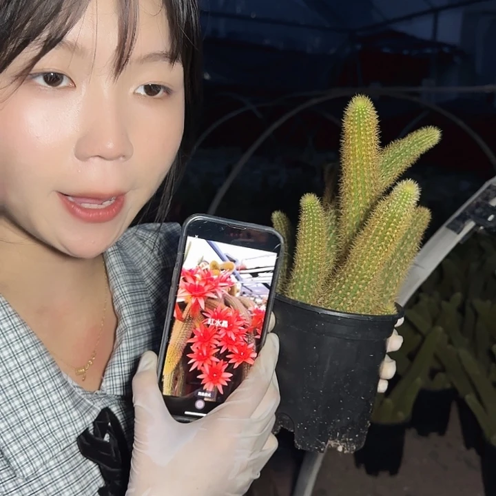 红水晶（掉头掉崽不售后）