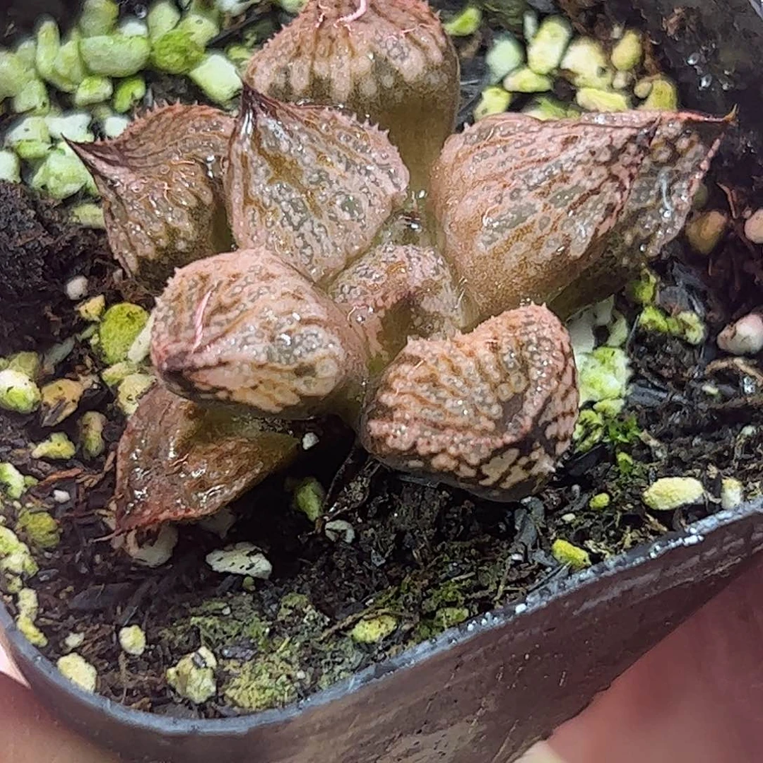 皇妃变异十二卷多肉植物