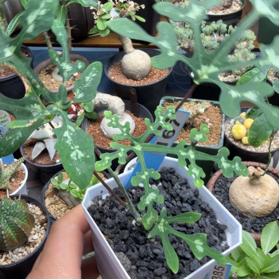 雪花西番莲 167 块根植物