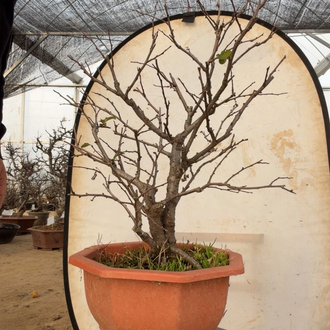 无花朵海棠花开了吗我的天啊