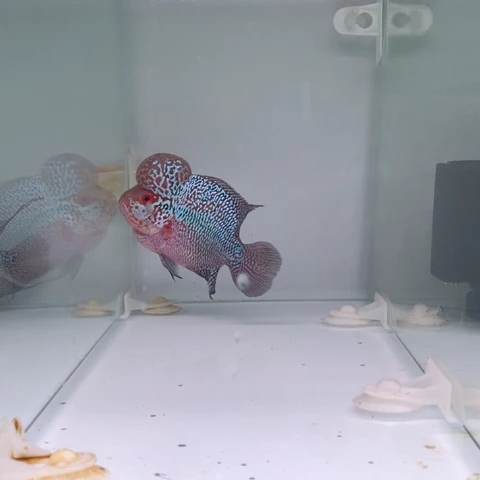 罗汉鱼鸿运罗汉一条111