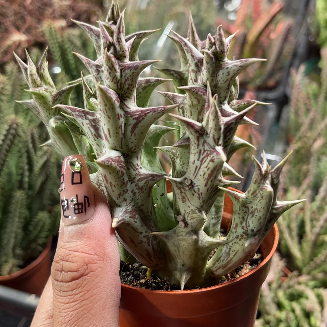 紫龙角单头发货单头