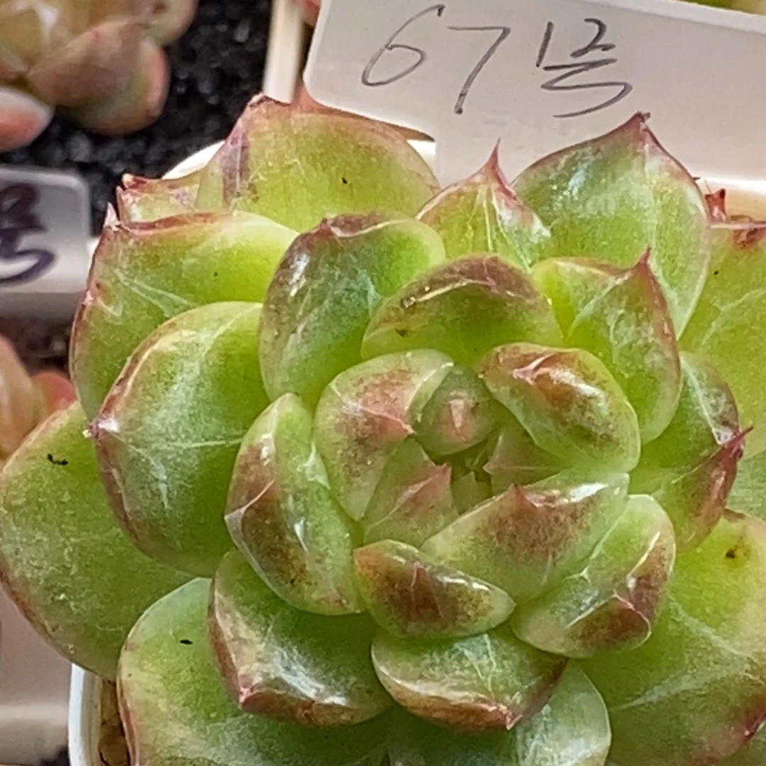 天官赐福百无禁忌