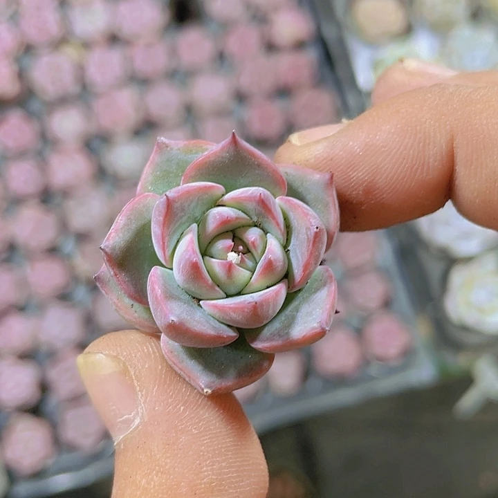 卡洛琳精品多肉量拍