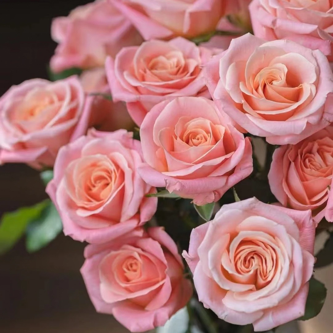 【花汀私享】10/20猪小姐-单头玫瑰（注意带包装醒花哦~）