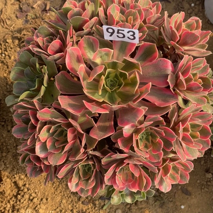 无花朵953:多肉女妖