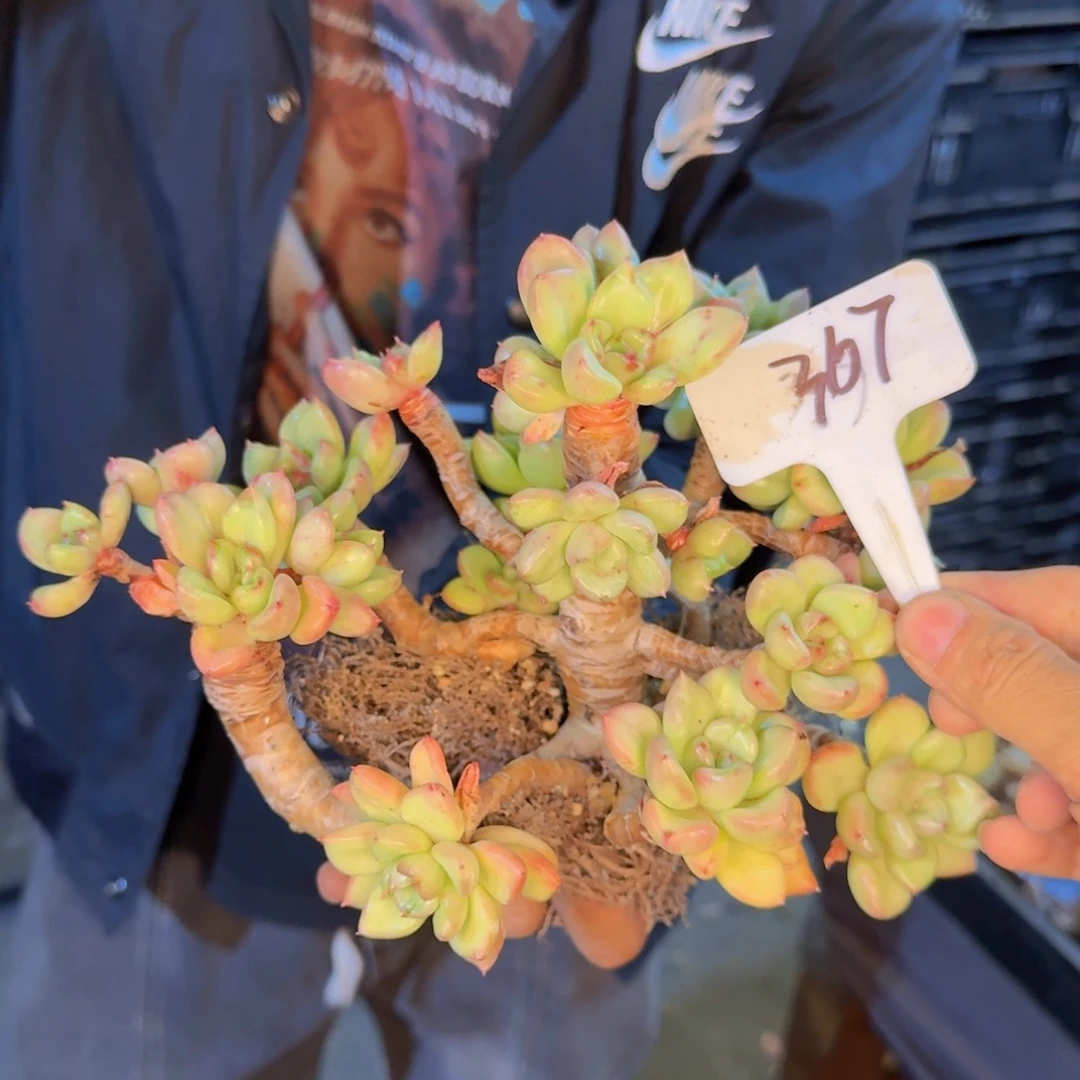 多肉植物的生长发育和生长