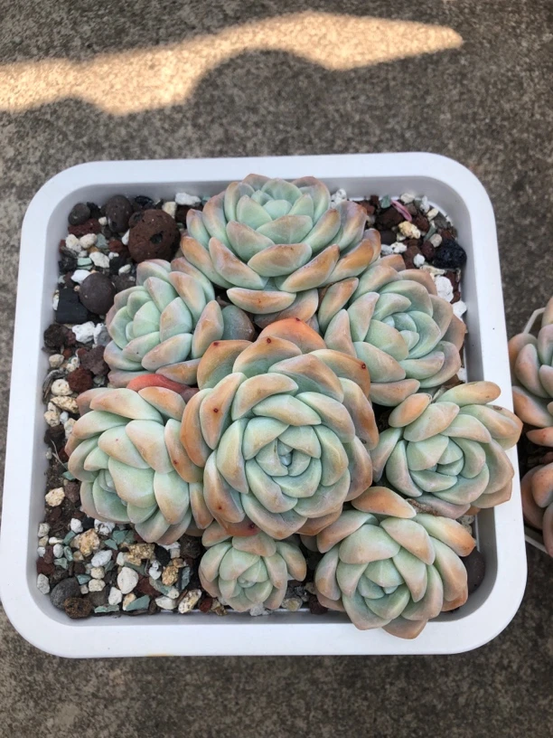 冰玉一颗无砍无掐