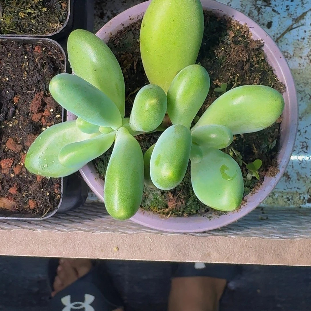 刚果奶 双头 一物一拍