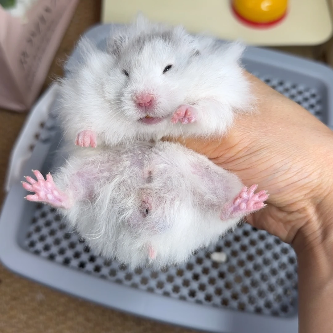 黑波弟弟149g6.18生日
