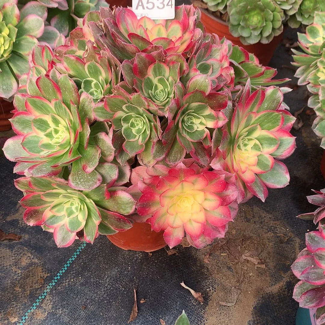 完全开放534西施法师图片多肉植