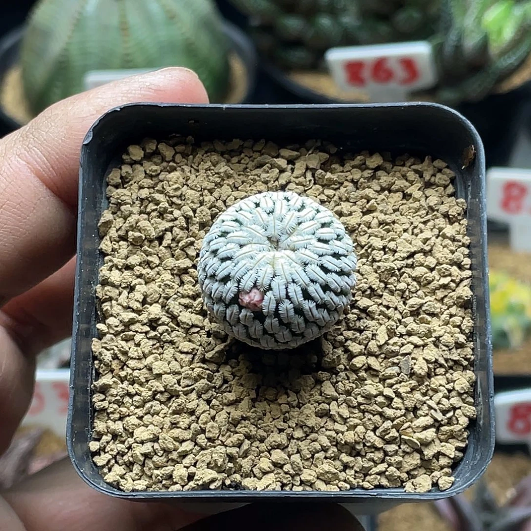 实生白斜子仙人球有花苞仙人球