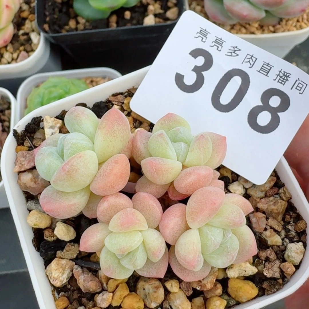 小脸冰玉糖心            精美多肉植物
