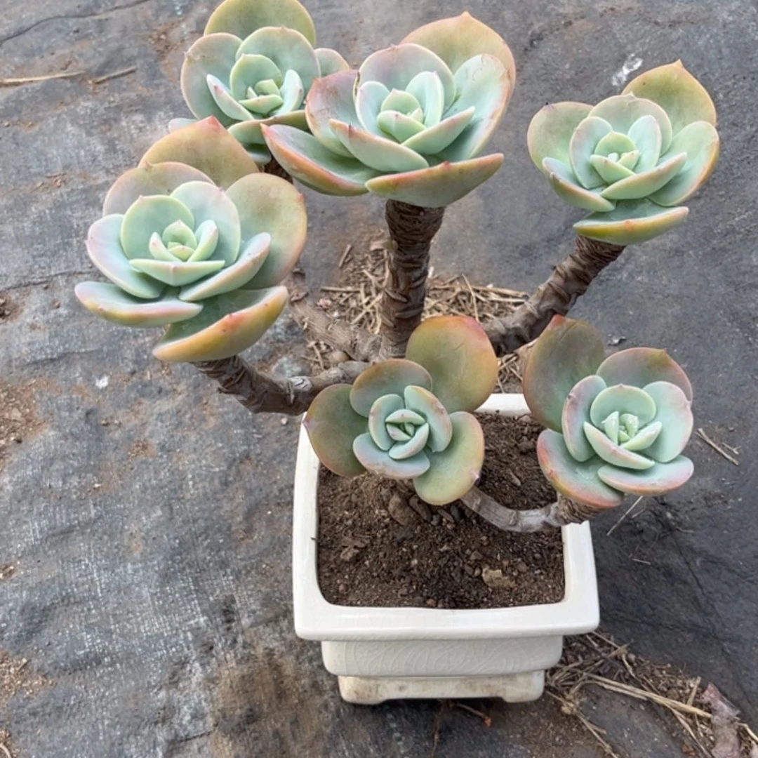 【闪购商品】无花朵青*