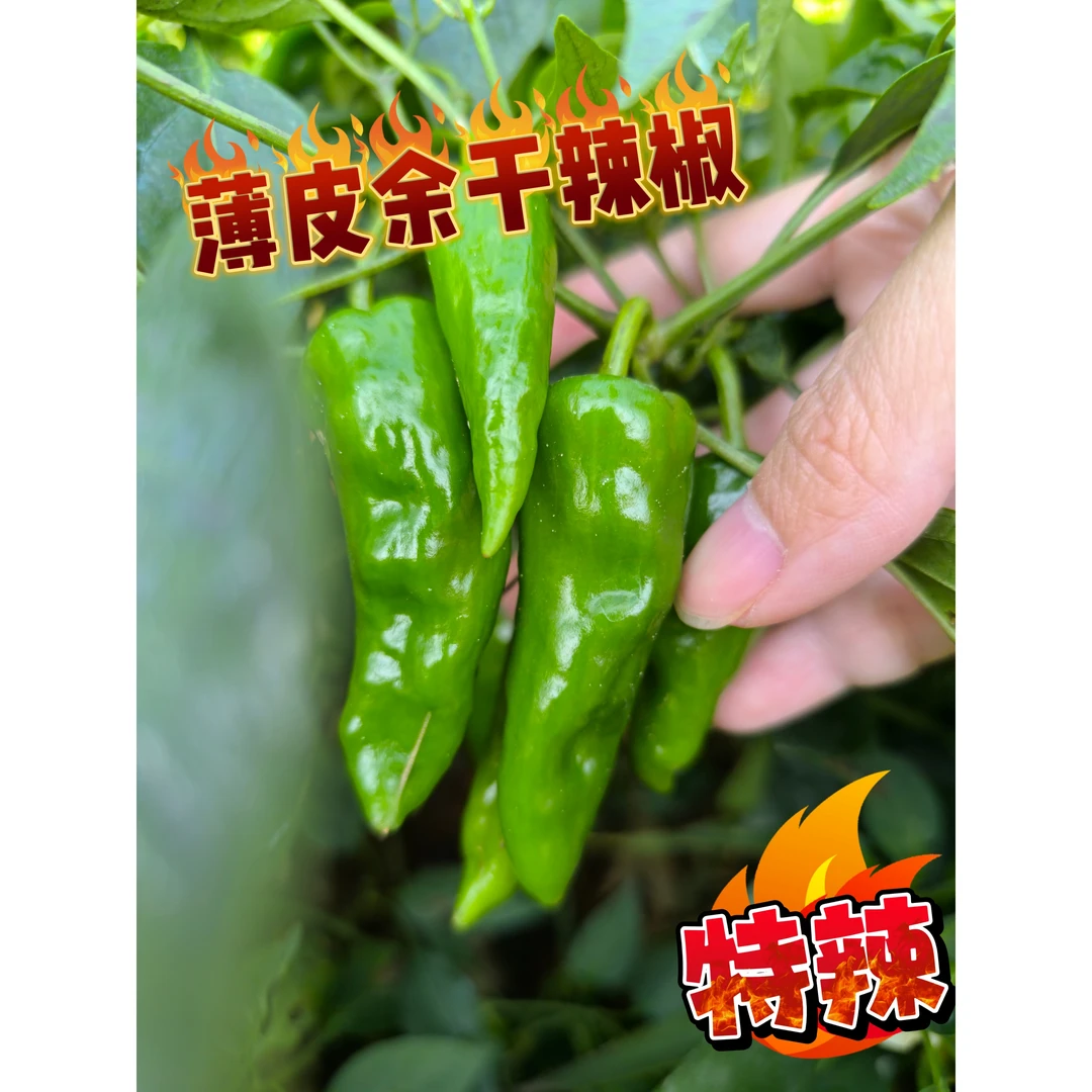 余干辣椒农家种植土辣椒，皮薄籽少，特别鲜香，辣味十足，青辣椒