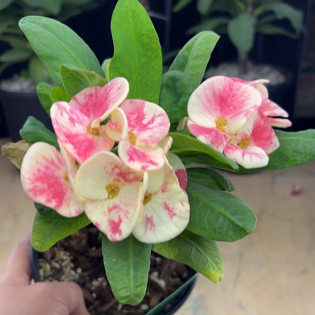 新桃霜泰國大花虎刺梅