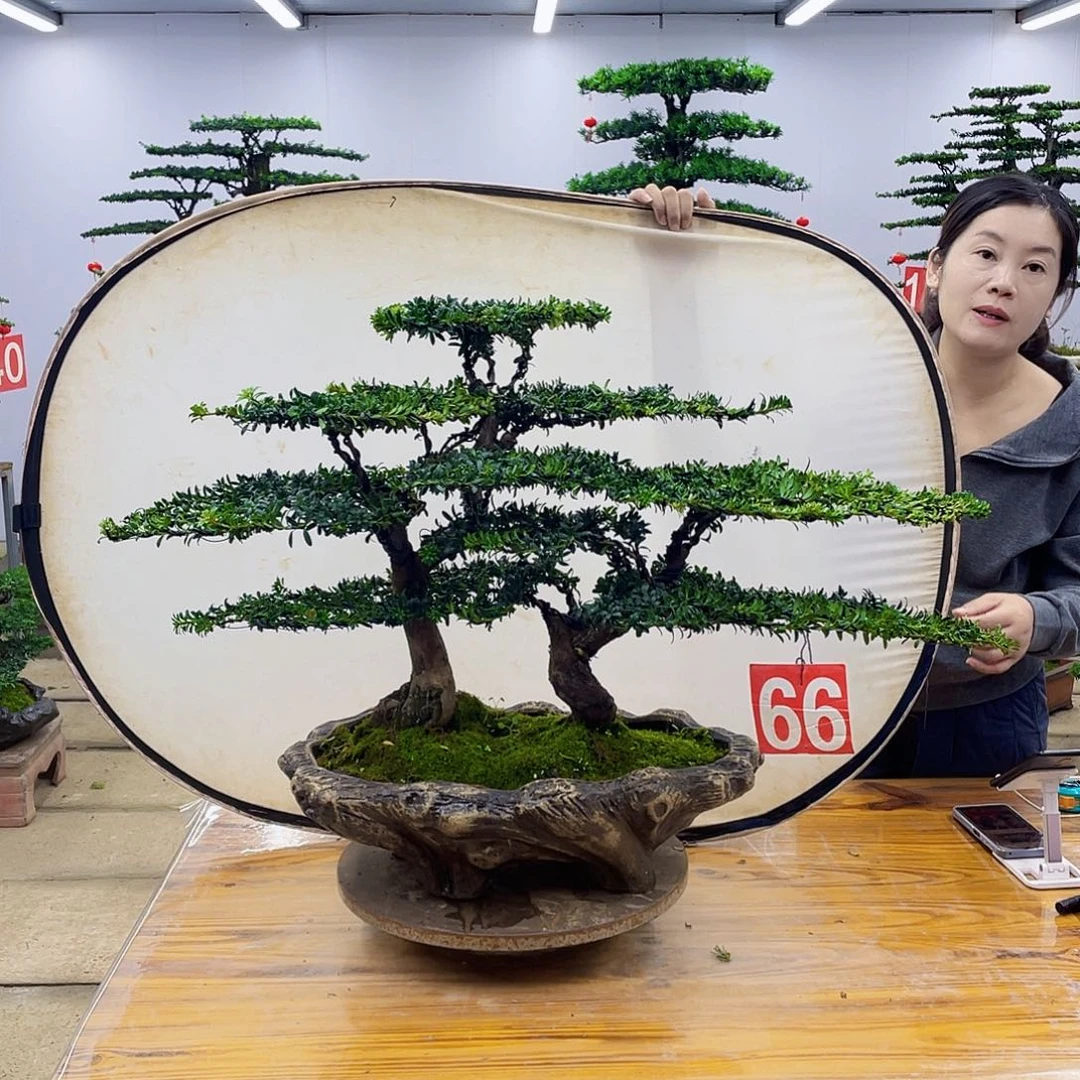 无花朵盆景直播间一物一拍