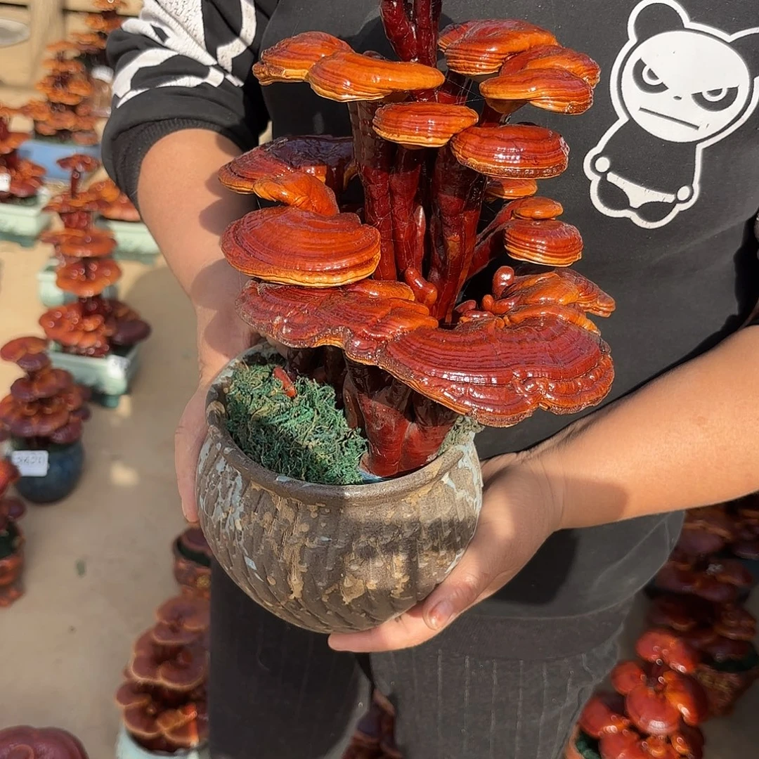 无花朵灵芝是我国著名植物