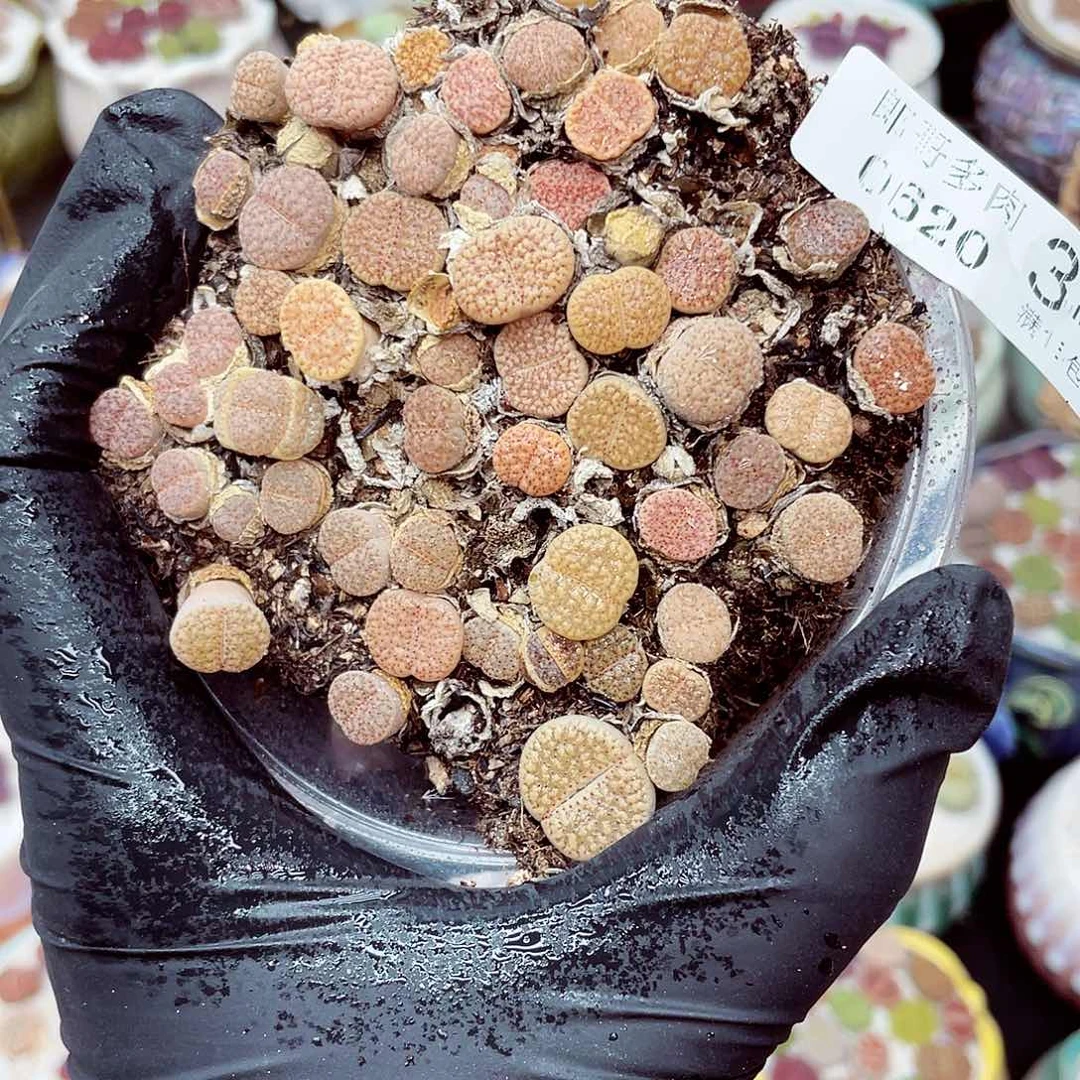 满18包邮生石花0620-34