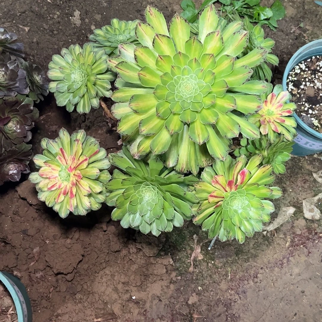 多肉植物知否捧花。，