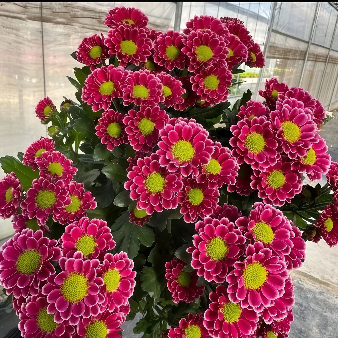 靓丽的吉祥雏菊盆栽小菊耐寒耐热多年生阳台庭院好养易活植物带花
