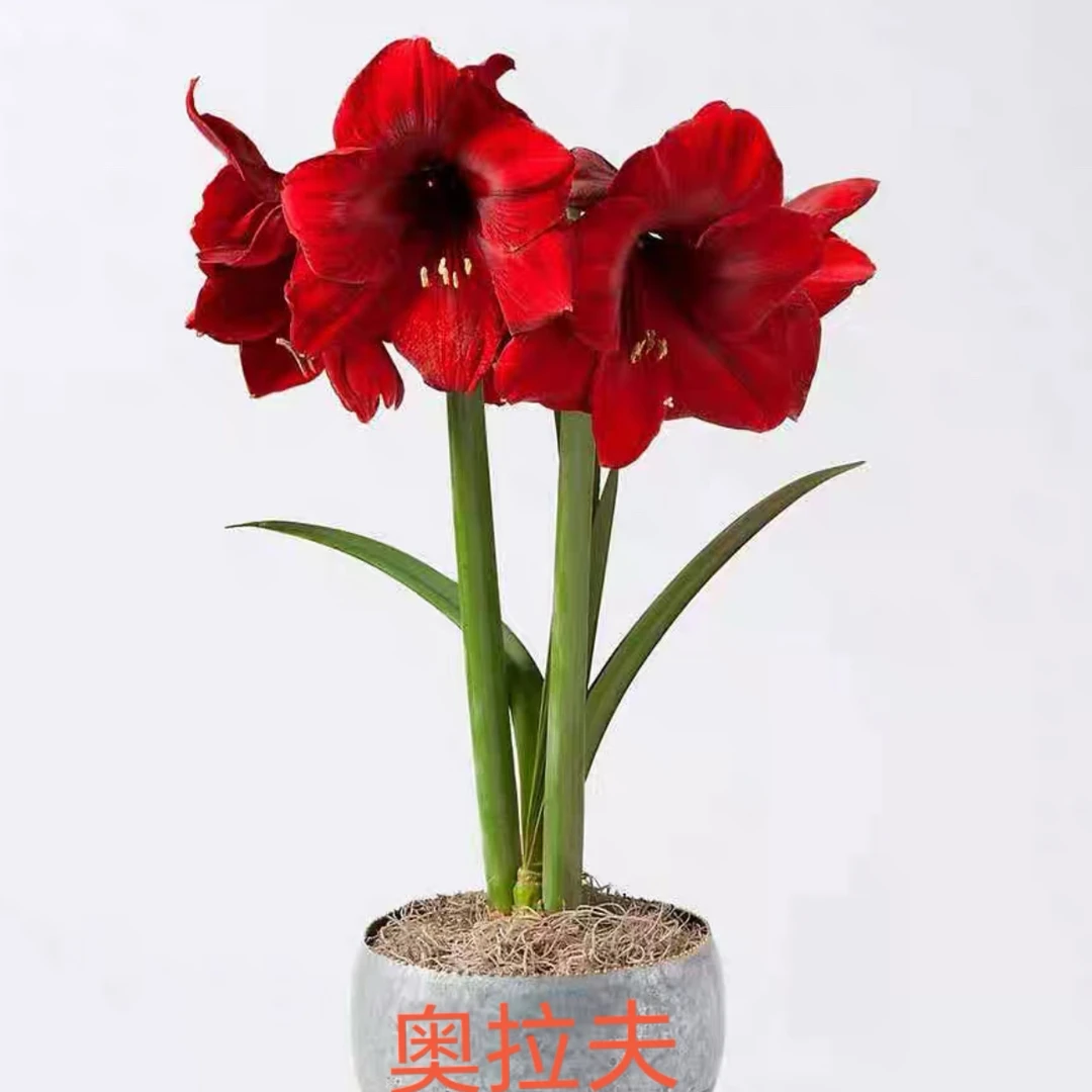 朱顶红【奥拉夫】单瓣 皮实好养多年生室内外花卉