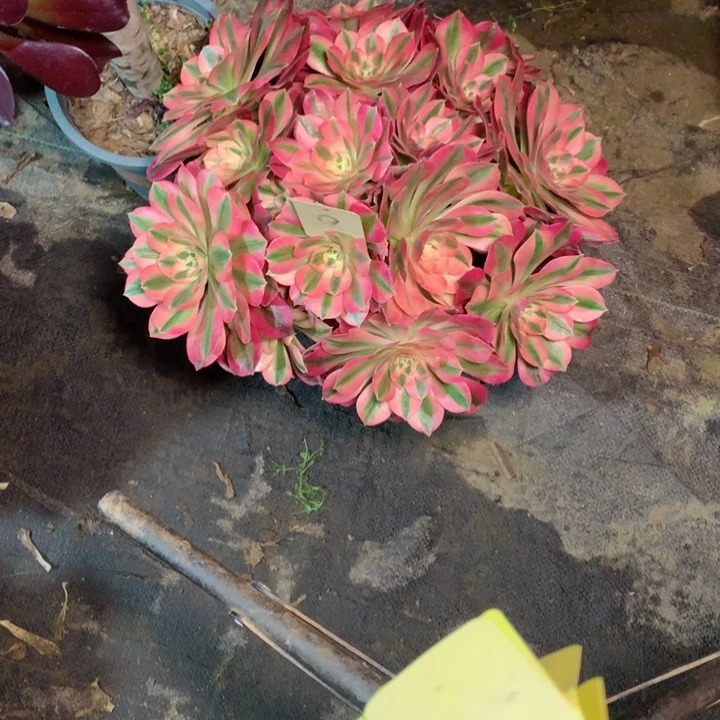 陈*英9粉女巫多肉一物一拍～