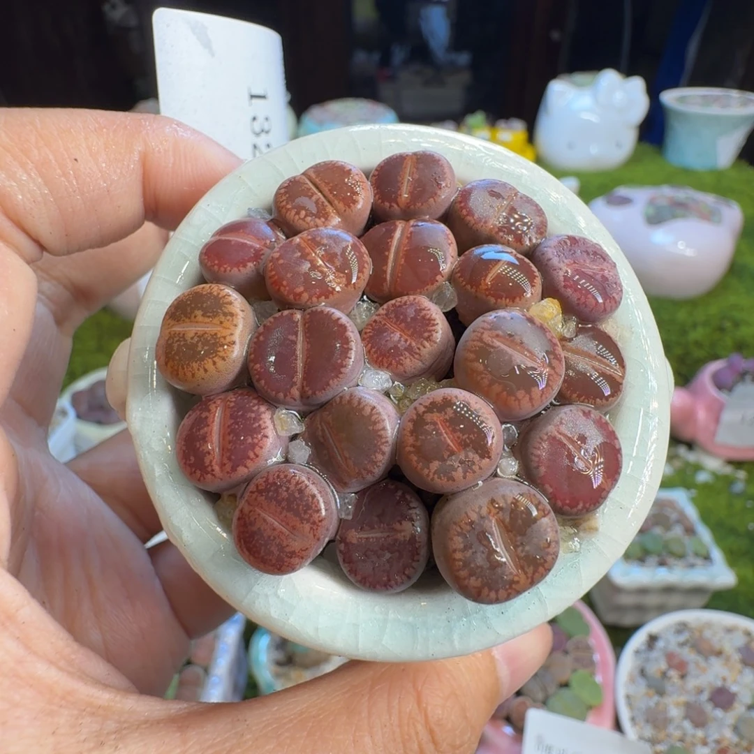 多肉植物福利1327