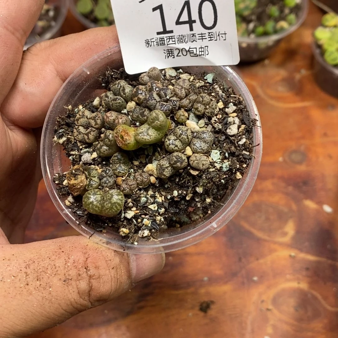 美***滋多肉蛋炒饭，感谢您相伴140