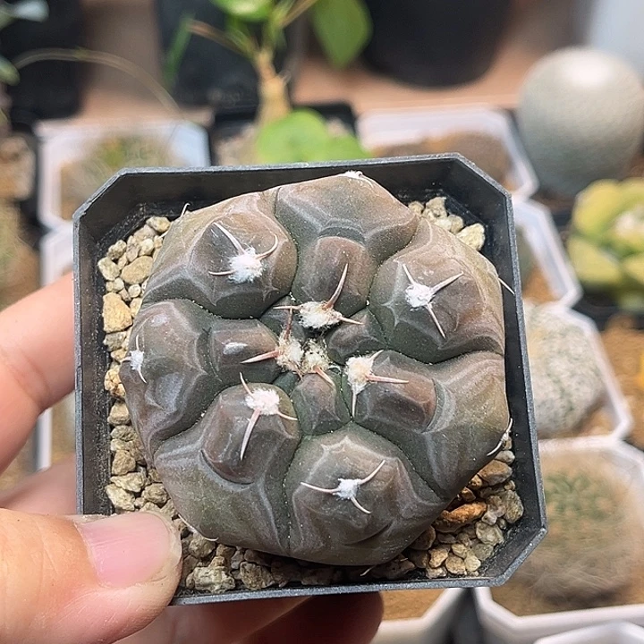 无花朵龟甲铅皮实生球5.8