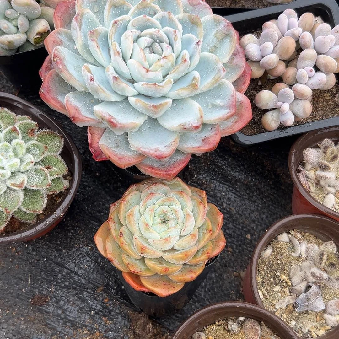 多肉植物多肉植物