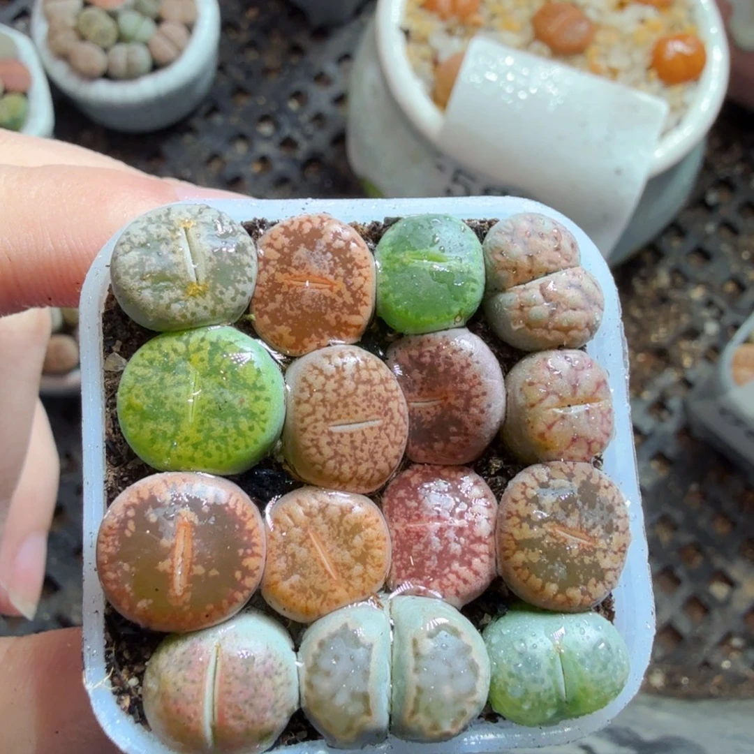 多肉植物和植物等植物635