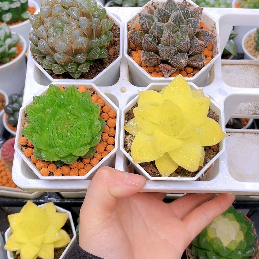 玉露四件套多肉，白盆