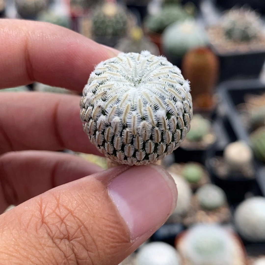 植播园艺优选精巧殿
